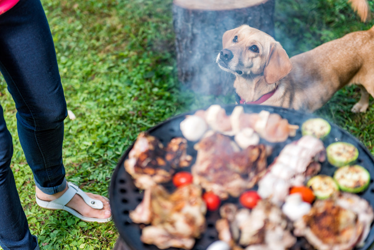 grilled food at backyard party with friendly dog